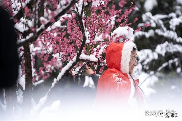 雪落丛台梅更香！