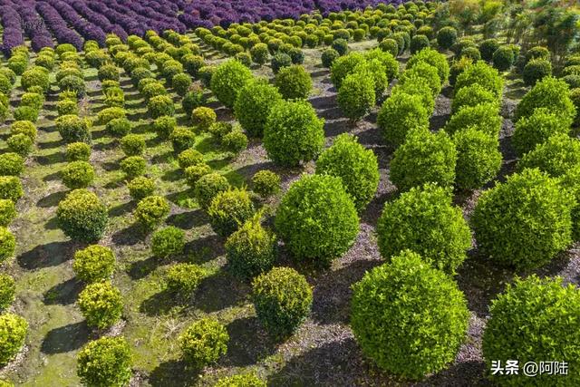 大理三塔前有片农场栽满树球，是这个秋天最无名的去处，风景很美