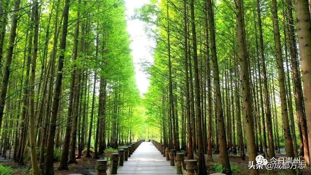 这条5公里旅游专线，串起成都N个好耍地！