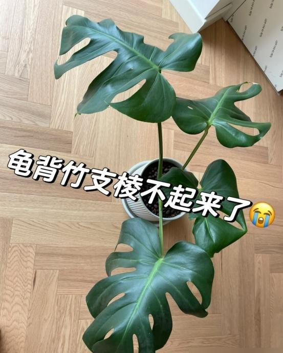 “阴花不能进阳宅”，家里若有这5种花，请赶紧“搬出去”！