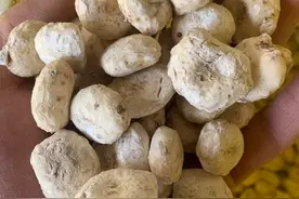 一味中药，内服外敷双管齐下，攻克多种癌症图片