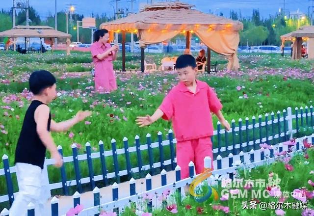格桑花开映新区|格尔木市民邂逅"家门口的浪漫"