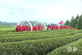 1300余名大学生走进湄潭，体验贵州茶文化魅力图片