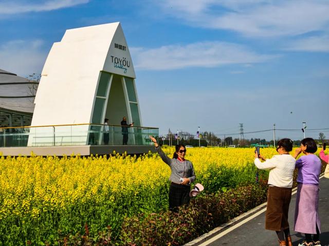 100%出片!郫都蝴蝶村彩色油菜花海,进入最美花期
