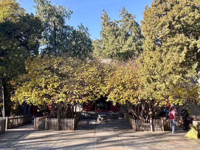 博物FUN | 大觉寺：千年古刹的禅意与新生