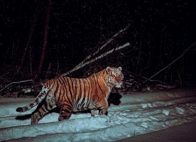 中俄东北虎数量差距断崖：俄罗斯700只，中国的数量令人意外！