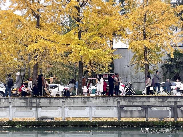 成都2公里长的银杏长廊，超级壮观，美爆了！地铁公交车可达！