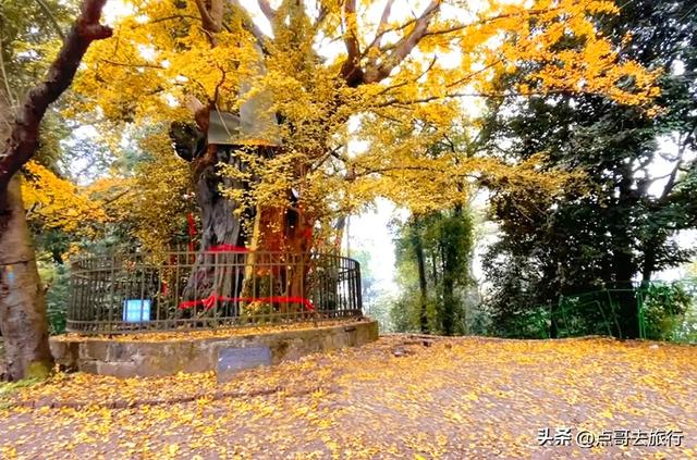 成都龙泉山有多少千年银杏，让人意外，居然有刘备亲手种的！