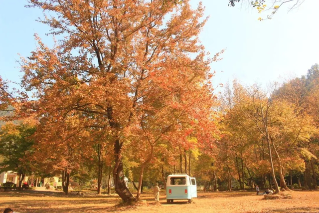 给你个准信！韶关森林红！红！红啦~