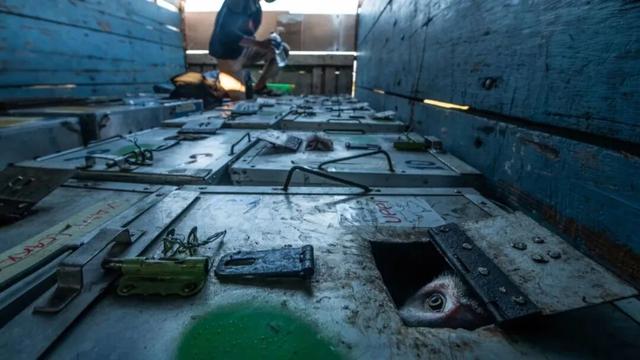 迄今世界第一大蛛网：106平米，11万只蜘蛛的家