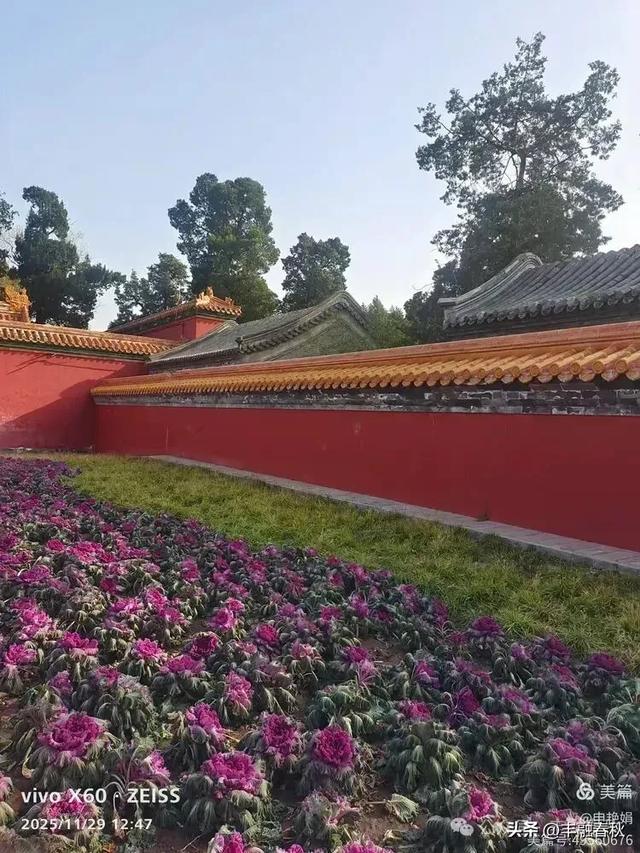 北京景山公园羽衣,冬园锦色|申艳娟