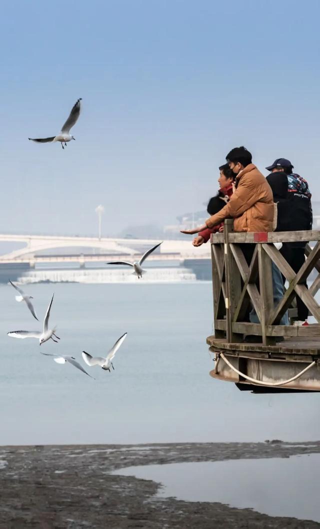 呀！原来这里才是日照看海鸥的好地方！