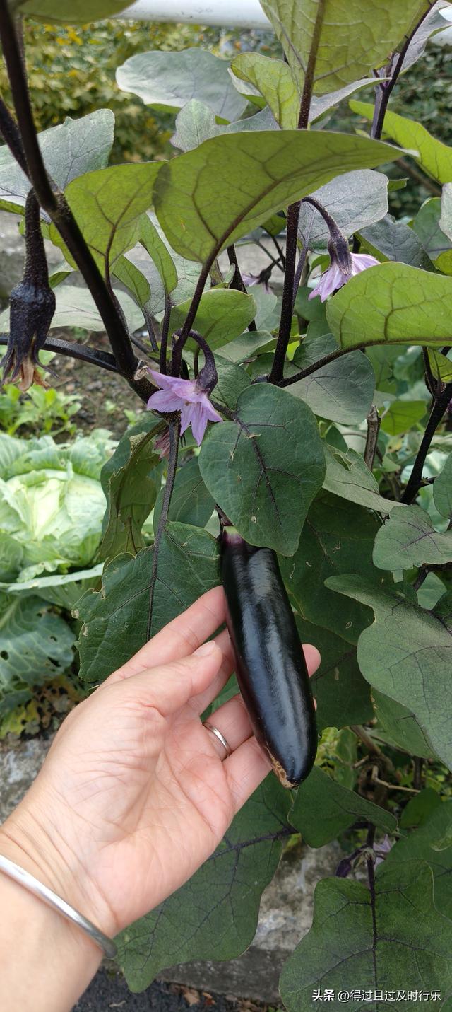 庐山游记-01来庐山，心悠然