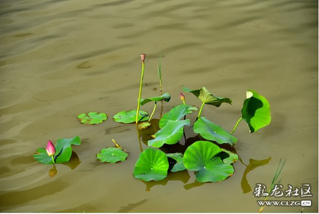 昆明福保村秋日荷塘