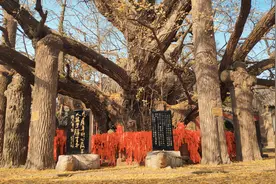 山东省内十大银杏树排名图片