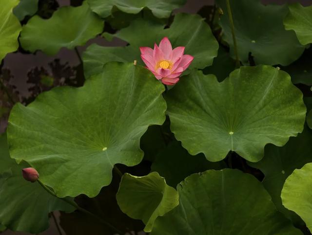 美出圈！东莞莲湖第一批荷花开了！