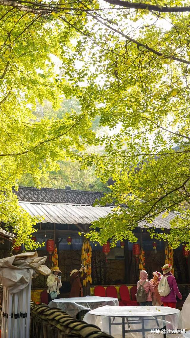 千年银杏染醉腾冲秋——走进“中国银杏第一村”