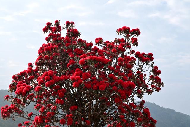 马年新春，赴一场“彝山火树”的盛大浪漫！