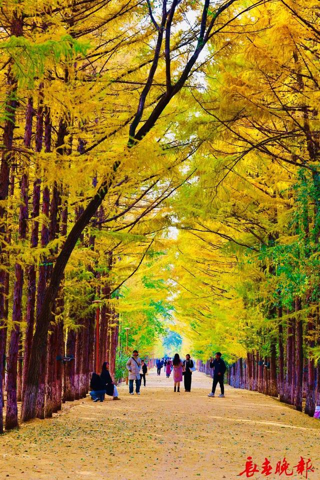 长春这里藏了条“黄金大道”！错过再等一年