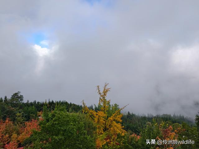四川行(73)什邡红枫岭徒步到钟鼎寺