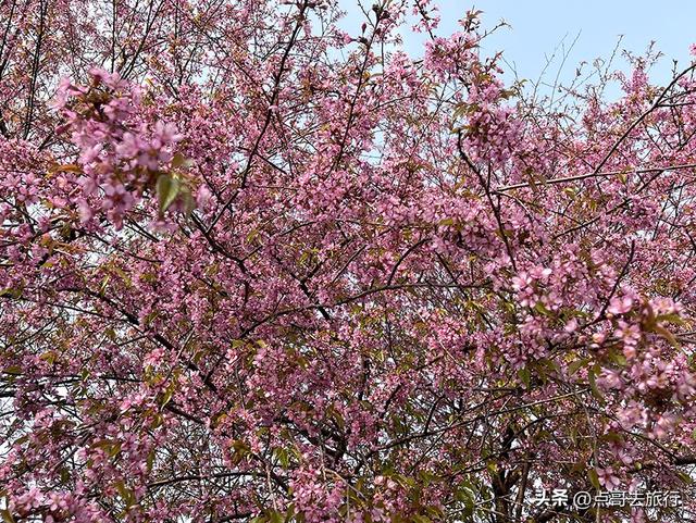 成都最大规模冬樱花开了，1000多株，惊艳壮观，免费，地铁直达！