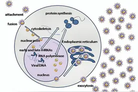 科普 | 带你认识——生殖器疱疹图片