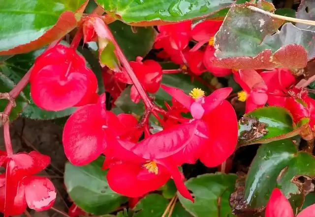 养花二十多年，吐槽好看难养、新手慎入的6大＂颜值杀手＂