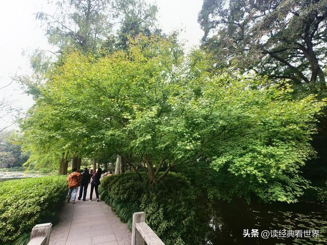 杭州植物园的菊花展——一场关于菊花的饕餮盛宴（一）