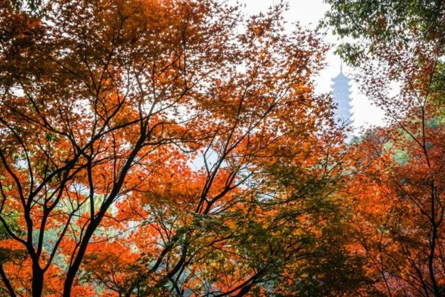 苏州秋天打卡线路推荐→