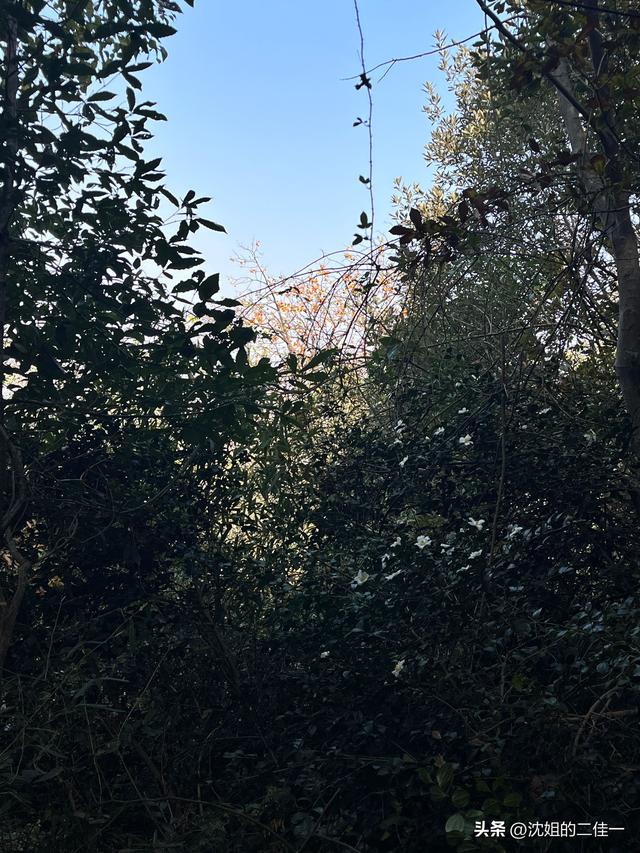 最好的爱就是陪伴——之深山里的柿子树