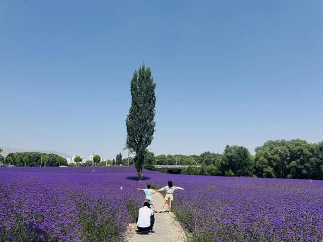 永靖马鞭草花海醉游人