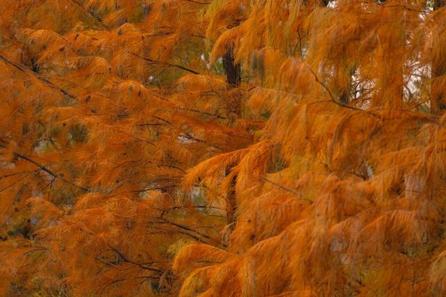 串场河畔，藏着 “橙黄橘绿” 的浪漫暴击~