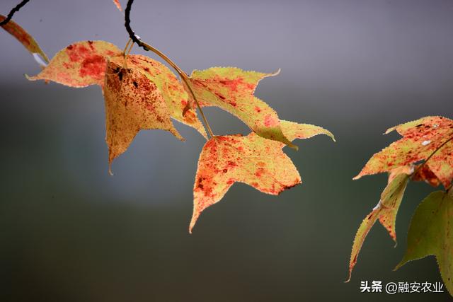 广西融安：冬日枫景正美