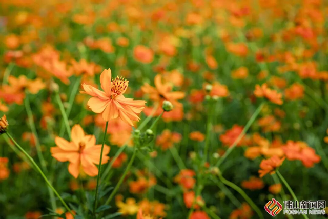 美爆了！佛山秋日花海上新！