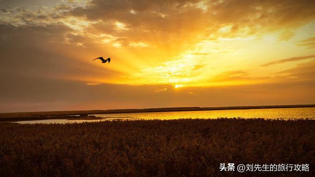 10月额济纳，金色胡杨林里，探寻中国最美秋天！