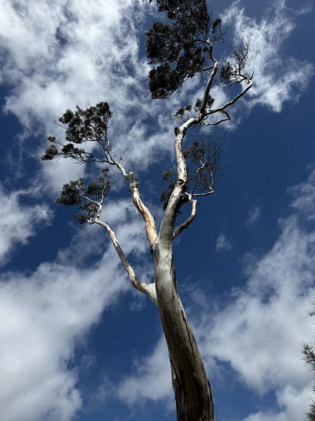 澳大利亚22日世界文化遗产与自然之旅游记+攻略