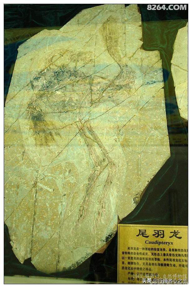 山东行游影记（36）—平邑天宇自然博物馆（十一）