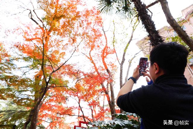 层林尽染，上海红叶特色公园闵行红园枫叶色彩斑斓进入最佳观赏季