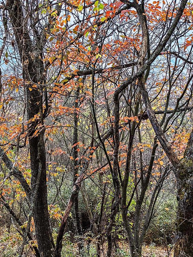 2024深秋四川行19 神农架风景区2 华中屋脊的五彩秘境