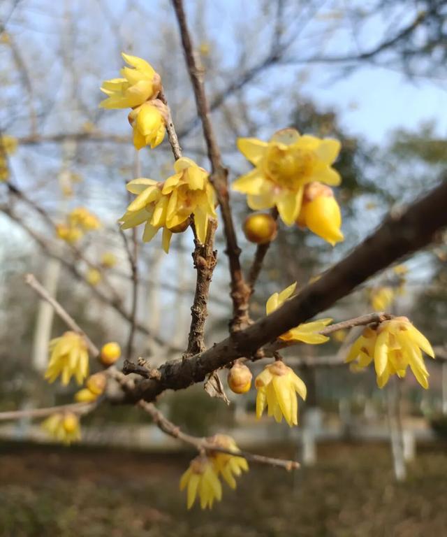 花开有时・四季有诗 | 冬享沂蒙过大年，临沂腊梅邀你赴一场暗香之约
