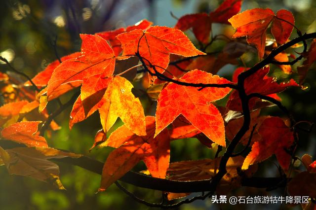 深秋牯牛降：携家共赴的诗意