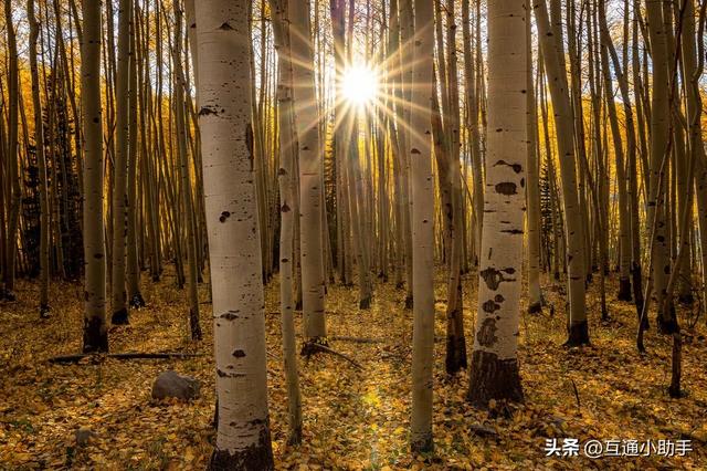 佳能的“标志性套头”——RF 24-105mm f/4L IS USM 镜头评测