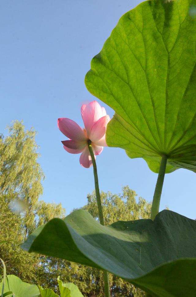到铁岭市荷花湖与“荷”你一场美丽相遇