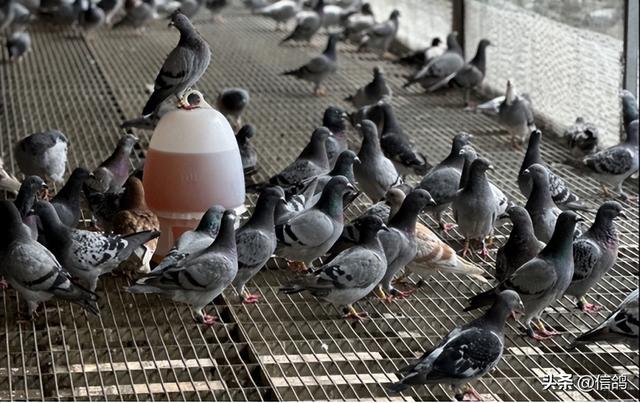喷窝期保健砂不可忽视，细节决定养鸽成败！