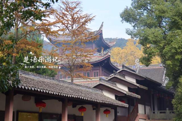 浙江宁波这座山巅古寺的银杏火了，红枫与水杉林也很美，堪比油画