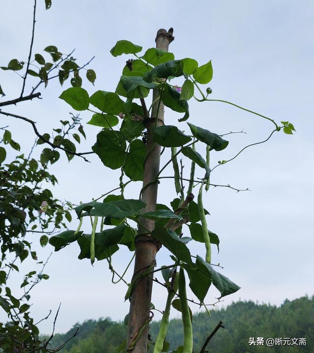 德隆山庄的故事：阿娇和阿兰。