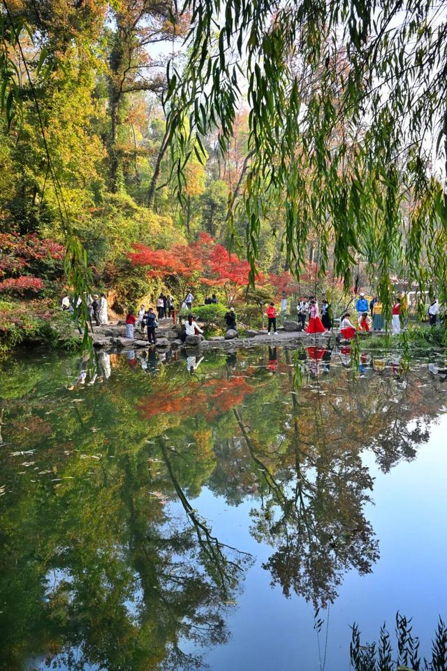 南方冬意，藏在这一亭红枫里