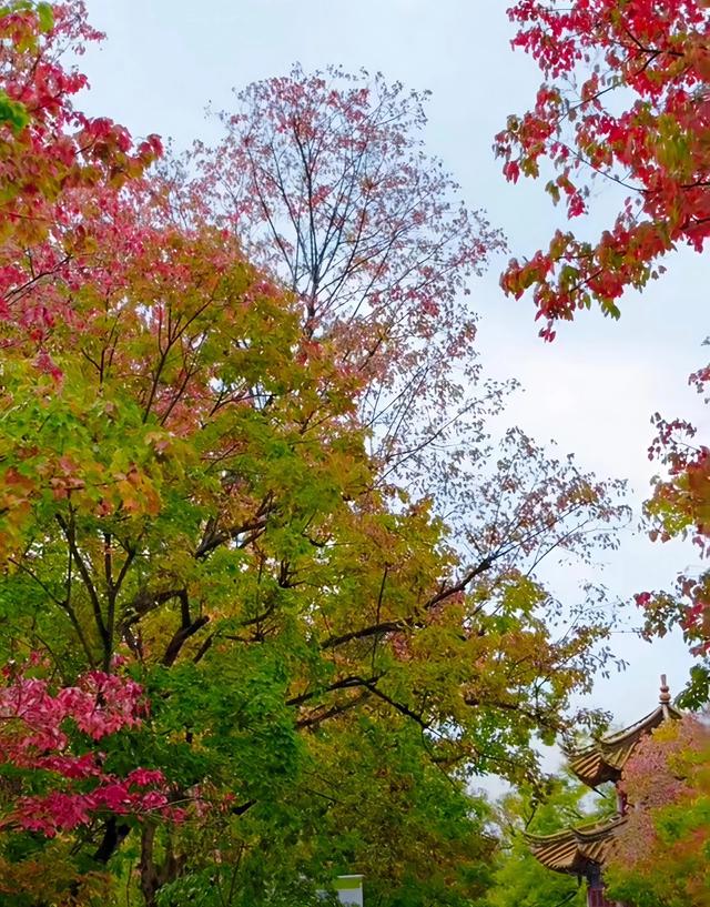 11月第一个周末，雨中翠湖公园