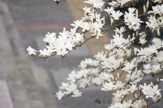 速来！白云区最美景点投票通道开启，pick你心中的景