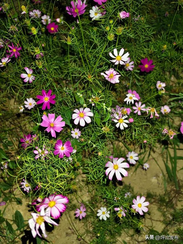 看完你的 看你的,坪山这片格桑花海承包你的秋日治愈感!